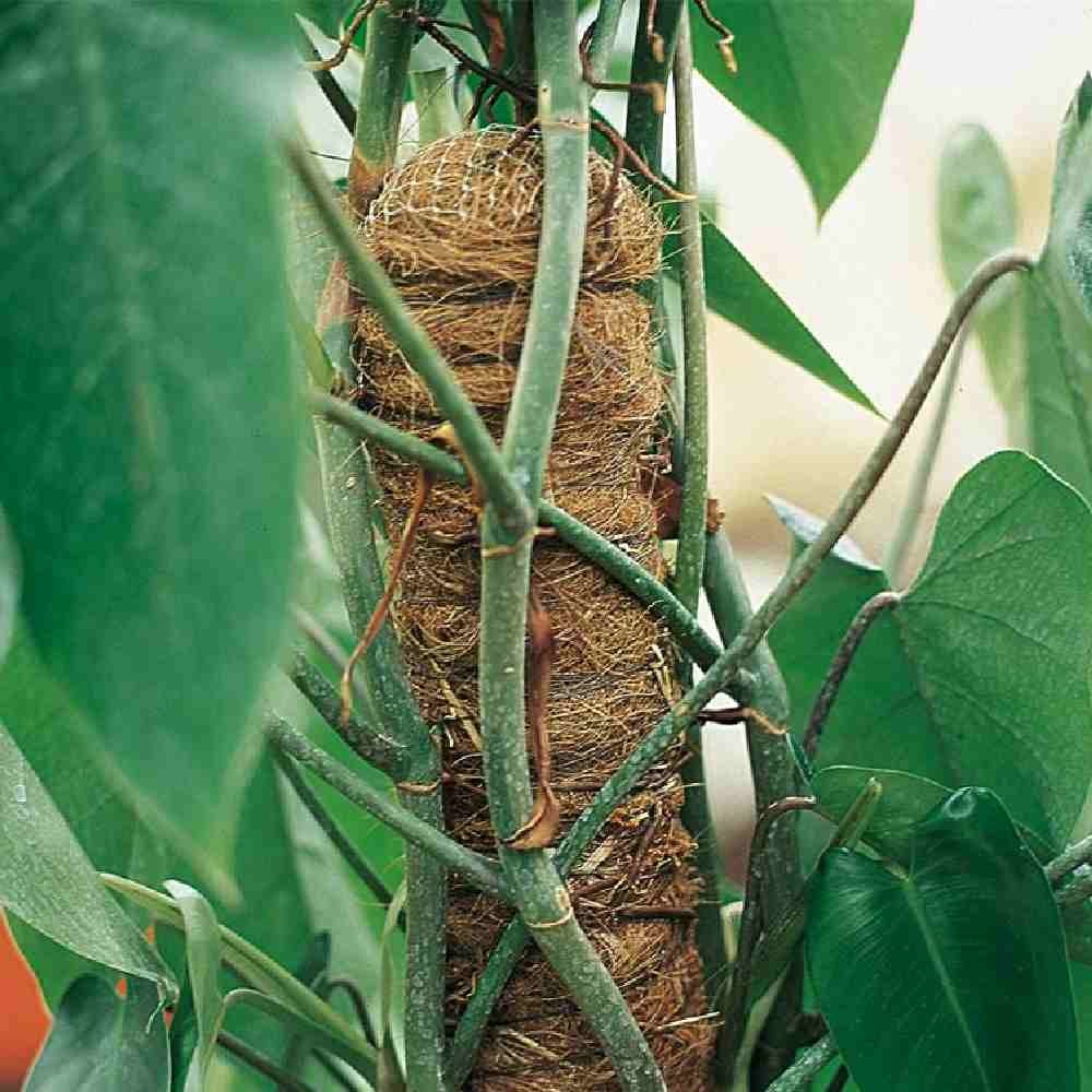 BASTONE MUSCHIATO 150 CM