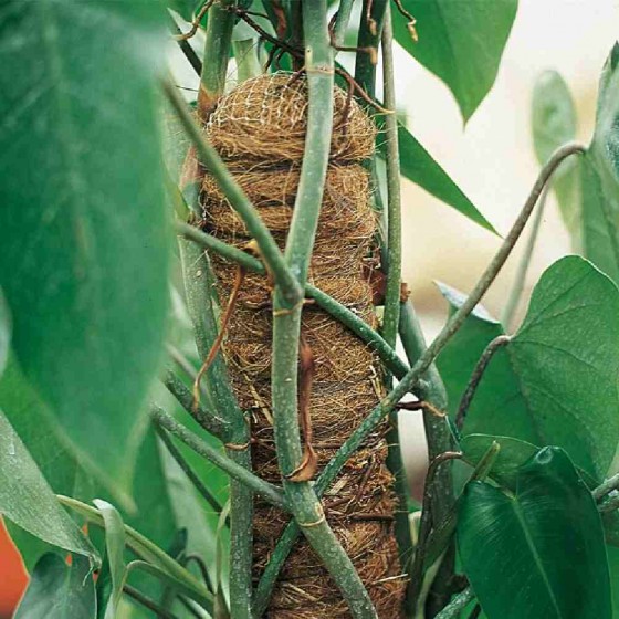 BASTONE MUSCHIATO 150 CM