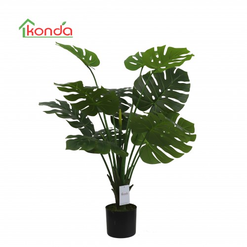 C PIANTA MONSTERA...
