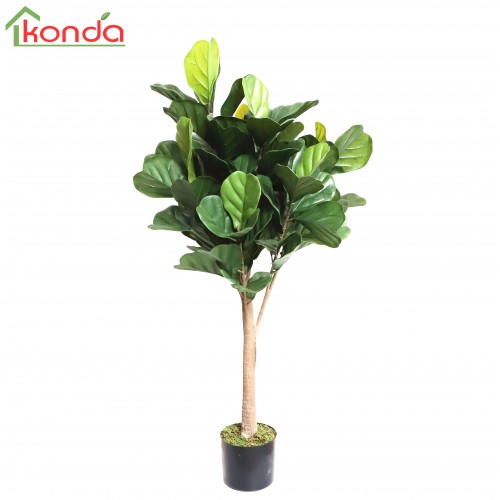 C PIANTA FICUS LYRATA...