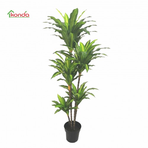 C PIANTA DRACENA...