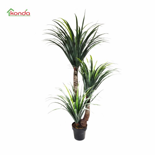 C PIANTA DRACENA...